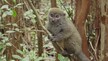 Madagascar lancia Sos, a rischio 50% biodiversita' (ANSA)