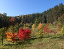 i colori autunnali dei boschi intorno a Pietralunga, in Umbria (ANSA)
