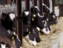 Ue: meno antibiotici nei mangimi per salute uomo e animali (ANSA)