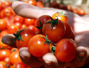 L'86,4% degli italiani ha fiducia nell'industria alimentare (ANSA)