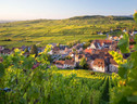 In Alsazia lungo 4 strade dei vini (ANSA)
