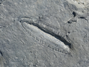Fossile di Kimberella, un esemplare della fauna di Ediacara (Fonte: Dr Ilya Bobrovskiy/GFZ-Potsdam) (ANSA)
