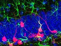 Immagine al microscopio a fluorescenza di neuroni neoformati (fonte: Meritixell Pons-Espinal) (ANSA)
