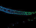  Dna strettamente impacchettato in una femmina di C. elegans: il Dna è in blu, gli istoni in verde, il cromosoma X in rosso (Fonte: Siyao Wang, University of Cologne) (ANSA)