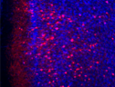 I neuroni della corteccia prefrontale (in azzurro) e, fra questi, quelli che registrano le paure (in rosso) (fonte: Cho lab, UC Riverside) (ANSA)