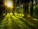La maggior parte delle foreste messe alla prova dai cambiamenti climatici (fonte: Pixabay) (ANSA)