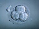 I ricercatori in Cina hanno testato la sicurezza di una tecnica per sostituire i mitocondri difettosi nei primi embrioni umani. Credit: Pascal Goetgheluck /Science Photo Library (ANSA)