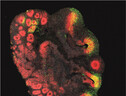 Organoide cerebrale di 3 millimetri ottenuto a partire da cellule staminali di scimpanzé: in rosso le normali cellule staminali, in verde quelle che hanno ricevuto il gene ARHGAP11B responsabile del maggiore sviluppo (Fonte: Jan Fischer) (ANSA)