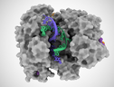 La proteina Cas12a2 in azione sulla doppia elica di Dna (fonte: Jack Bravo/Università del Texas ad Austin) (ANSA)