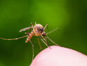 Una zanzara portatrice di alcune malattie tropicali (ANSA)