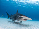 Esemplare di squalo martello (fonte: Chris Vaughan-Jones) (ANSA)