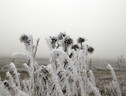 Fiori di ghiaccio per la nebbia che gela, a Castelluccio (ANSA)