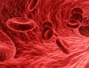 Rappresentazione artistica di globuli rossi (fonte: Wikipedia) (ANSA)