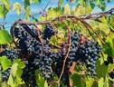 Gli ultimi 2.000 anni hanno visto un continuo scambio di geni tra le uve selvatiche europee e quelle da vino (fonte: Yongfeng Zhou) (ANSA)