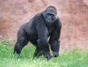 Studiata nei primati la funzione evolutiva della masturbazione (fonte: Unsplash/CC0 Public Domain) (ANSA)