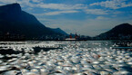 Migliaia di pesci morti nel lago per il canottaggio a Olimpiadi Rio 2016 (ANSA)