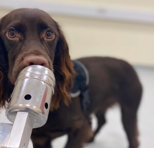 Uno dei quattro cani impiegati nello studio mentre annusa un campione costituito da respiro e sudore di una persona (Fonte: Kerry Campbell, CC-BY 4.0) (ANSA)