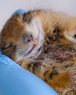 Gli scoiattoli di terra artici vanno in letargo per otto-nove mesi l’anno senza mangiare, entrando in un vero e proprio stato di ibernazione (fonte: Todd Paris, University of Alaska) (ANSA)