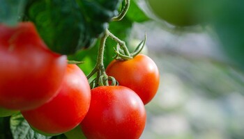 Ottenuto un nuovo pomodoro biotech contro la carenza di vitamina D (fonte: Pixabay) (ANSA)