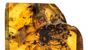 Il più grande fiore fossile in ambra (fonte: Carola Radke, Museum fur Naturkunde Berlino) (ANSA)