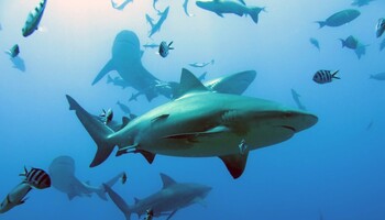 Lo squalo toro, qui fotografato alle isole Fiji, è tra le specie di squalo delle barriere coralline più minacciate (Fonte: Colin Simpfendorfer) (ANSA)