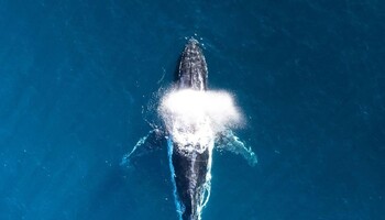 Quattro geni hanno fatto delle balene i maestosi giganti del mare che sono oggi (fonte: unsplash) (ANSA)