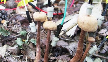Gli autori dello studio hanno attaccato elettrodi ai funghi trovati nella foresta, monitorandoli per circa due giorni (fonte: Yu Fukasawa/Tohoku University) (ANSA)