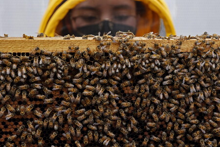 Greenpeace, in Lombardia sparite 12 milioni di api