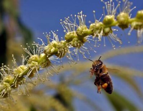 Ue, stop import alimenti con residui pesticidi nocivi per api (ANSA)