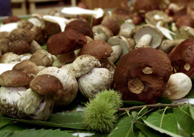 Mangiare funghi potrebbe ridurre rischio cancro prostata © ANSA