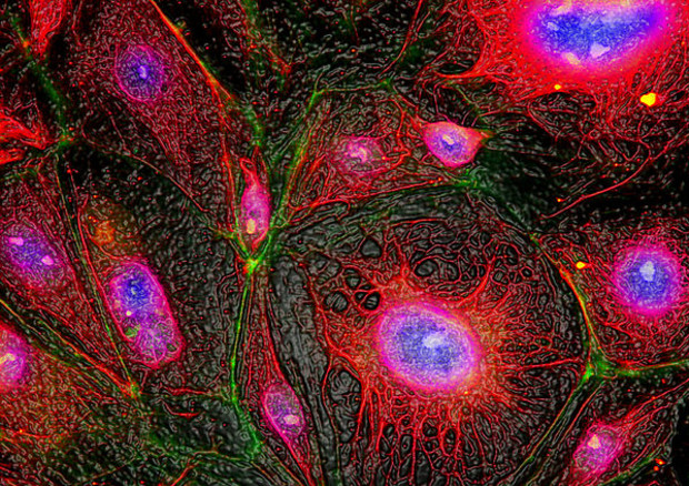 Cellule (fonte: France-biotech) © Ansa