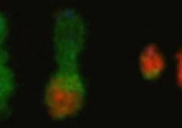 Immagini della traslocazione del cromosoma 11 all'origine del sarcoma di Ewing, ottenuta artificialmente (fonte: CNIO) © Ansa