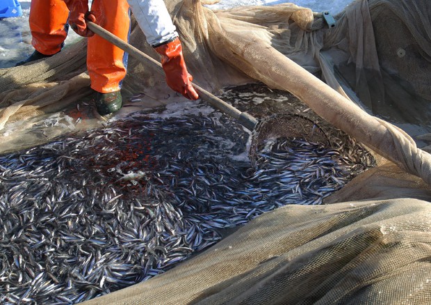 Ong Bloom, molto pesce in Ue ucciso con scariche elettriche © ANSA