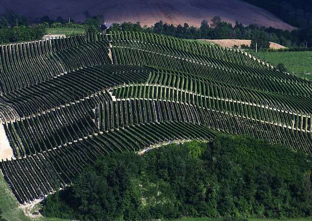 Il paesaggio vitivinicolo delle Langhe (fonte: Federico Moznich/Wikipedia) © Ansa