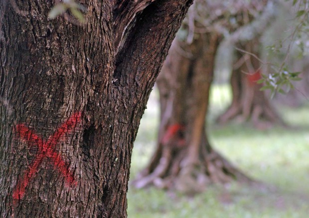 Xylella, alberi infetti © ANSA