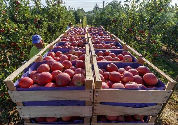 Per le mele Made in Italy si aprono mercati Thailandia e Taiwan © ANSA