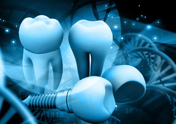 Un gene regola la formazione delle radici dei denti © Ansa