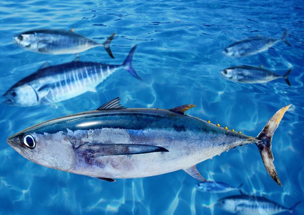 Il 2 Maggio è la Giornata mondiale del Tonno, viene pescato in 80 Paesi © Ansa