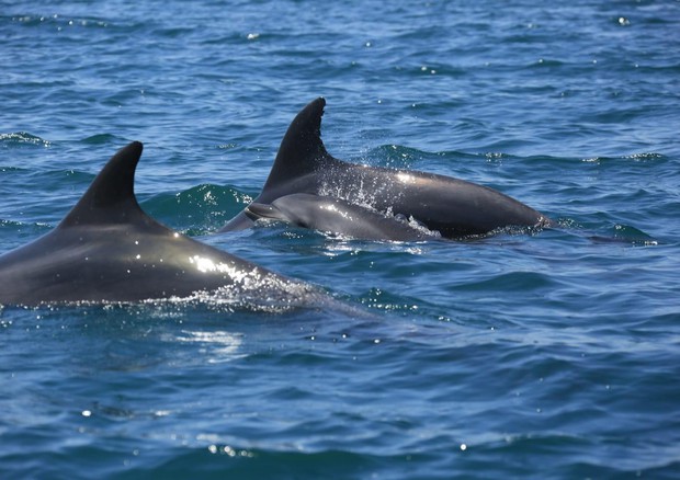 Delfini sul litorale Roma, regole buona condotta per vederli © ANSA