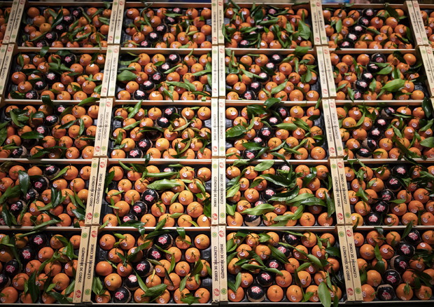 Meteo annienta la produzione di clementine per 70 milioni © ANSA