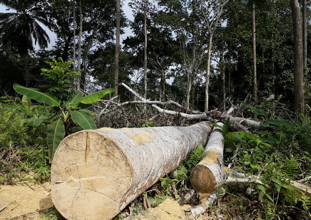 Un milione di firme per regolamento Ue anti-deforestazione © ANSA