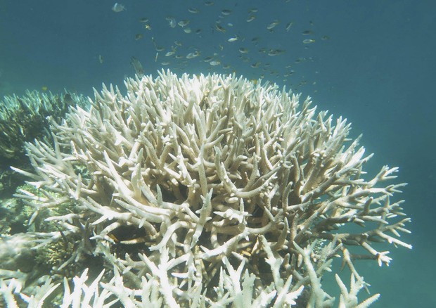 Sbiancamento della grande barriera corallina © EPA
