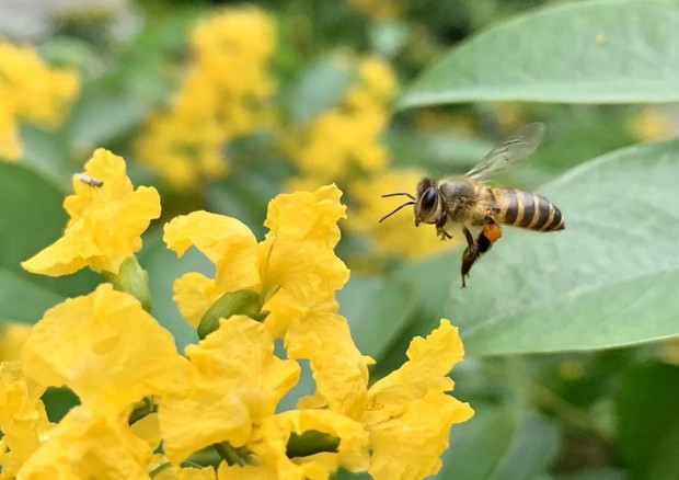 Tutela api e biodiversità, in Abruzzo il Bee Natural Festival  (fonte: Pixabay) © Ansa