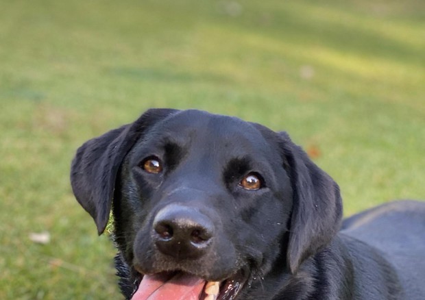 Artrosi,ne soffre 1 cane su 5.Ecco test per scovare malattia © ANSA