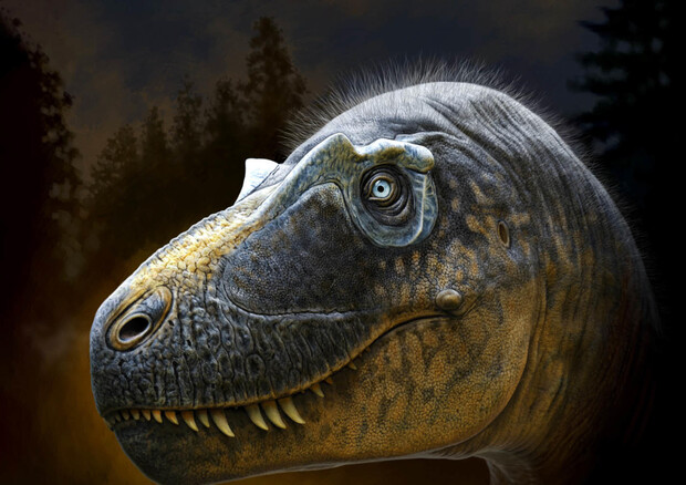 Daspletosaurus wilsoni aveva creste sopraccigliari uniche (fonte: © Andrey Atuchin & Badlands Dinosaur Museum) © ANSA