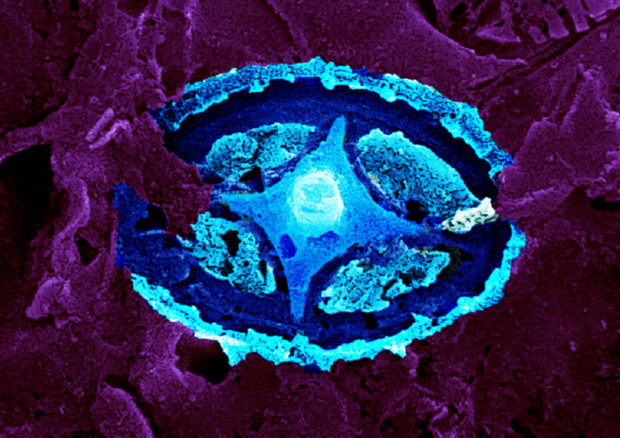 L'impronta di un microfossile delle dimensioni di 5 microm, in falsi coloti (fonte: Sam Slater, Swedish Museum of Natural History) © Ansa