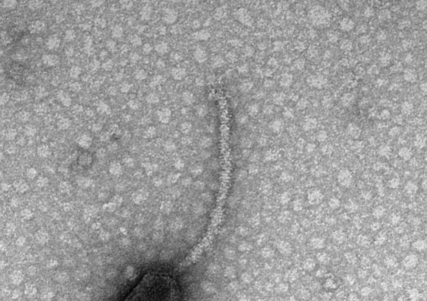 Un batteriofago, cioè un virus che infetta i batteri: riesce a capire quando le condizioni sono più adatte all’infezione ascoltando l'ambiente circostante (Fonte: Tagide deCarvalho/UMBC) (ANSA)