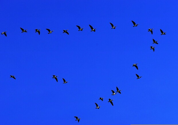 A causa del cambiamento climatico gli uccelli stanno anticipando sempre più le migrazioni primaverili ed il periodo di riproduzione, di 2-3 giorni ogni decennio a partire dal 1811 (free via pixabay) © Ansa
