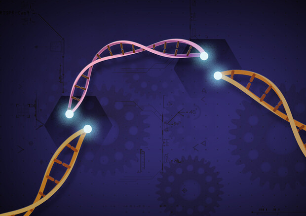 Rappresentazione grafica della tecnica Crispr che riscrive il Dna (fonte: Ernesto del Aguila III, National Human Genome Research Institute, NIH) © Ansa