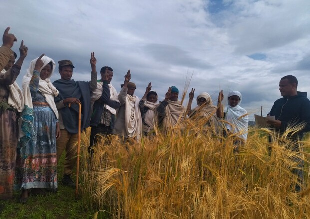 Agricoltori etiopi che hanno partecipato alla ricerca coordinata dall'Italia (fonte: ufficio stampa della Scuola Superiore Sant'Anna) (ANSA)